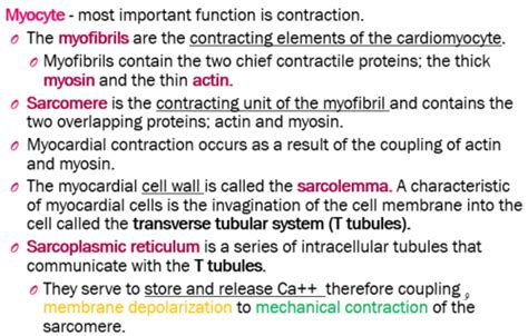 Pathophys Lecture 2 Cardiac 1 Flashcards Quizlet