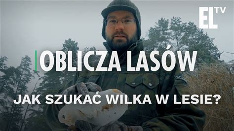 Jak Szuka Wilka W Lesie Oblicza Las W Youtube