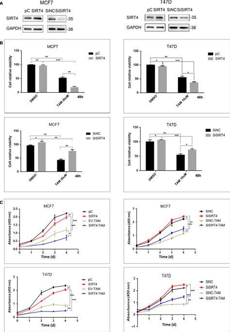 Sirt4 Overexpression Enhanced Tamoxifen‐induced Proliferation Download Scientific Diagram