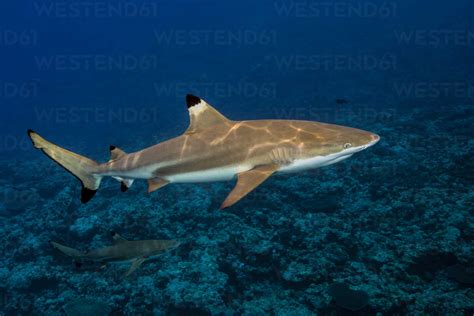 Blacktip Reefshark Carcharhinus Melanopterus Stock Photo