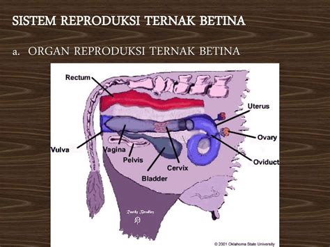 Alat Reproduksi Ternak Sapi Betina