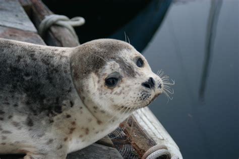 Seals And Sea Lions The Whale Trail