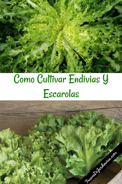 Como Cultivar Endivias Y Escarolas Horticultura Jardinería Cultivar