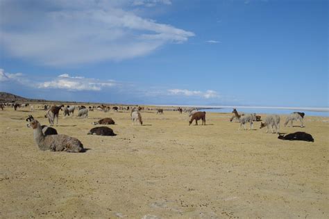 llamas   jungle        camelid presence