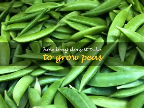 From Seed To Sprout: The Surprising Growth Cycle Of Peas