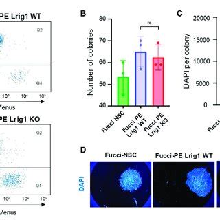 Lrig Regulates Proliferation Of Gscs A Flow Analysis Of Fucci