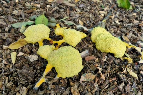 Foto De Fuligo Septica Scrambled Egg Slime Mould Flowers Of Tan Or