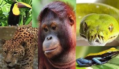 tropical rainforest animals |Zoo Animals