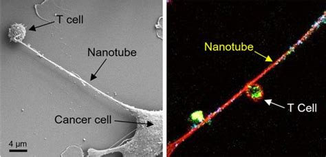 Nanoteknoloji Yeni Tespit Edilen Kanser H Cresi Savunma Mekanizmas N