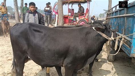 ০৮০২২০২৪ কত টাকা মন দরে চট্টগ্রামের ব্যবসায়ী মাংসের গরু কিনলেন চেরাডাঙ্গী মেলায়