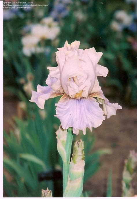 Plantfiles Pictures Tall Bearded Iris Martini Mist Iris By Mainecoon