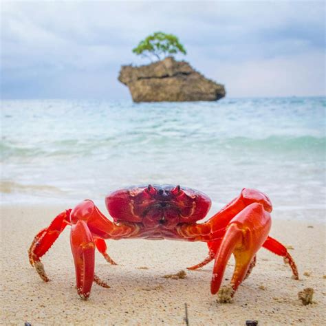 Christmas Island Nature Wonders & Crabs Spawning Experience