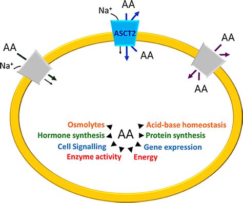 Frontiers The Human Slc1a5 Asct2 Amino Acid Transporter From