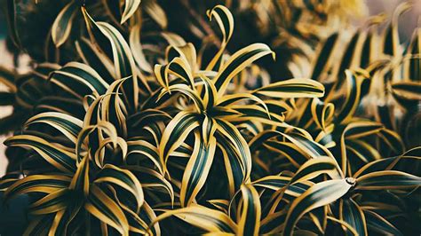 Causes Of Yellow Spots On Dracaena Leaves How To Fix Them