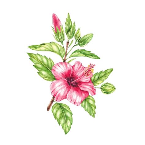 Aquarela Hibisco Vermelho Sobre Um Fundo Branco Vetor Premium