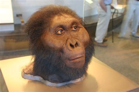 Paranthropus boisei | Taken at the David H. Koch Hall of Hum… | Flickr