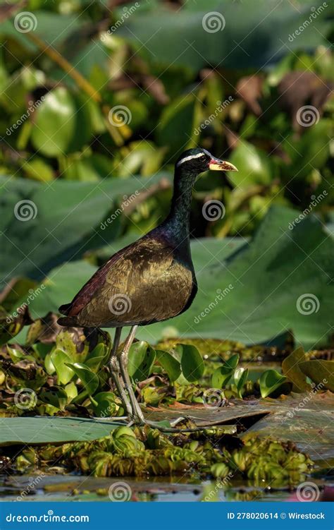 Bronze Winged Jacana Standing In Lake Stock Photo Image Of Bronze