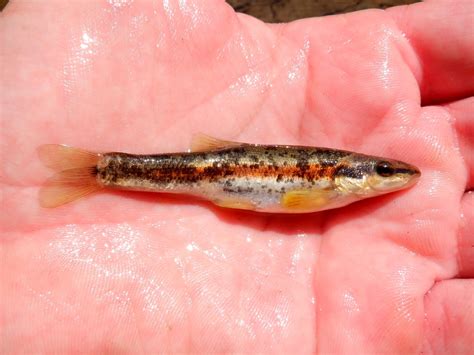 Rhinichthys Obtusus Western Blacknose Dace Ma Flickr