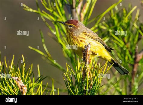 Palm warbler during spring migration Stock Photo - Alamy