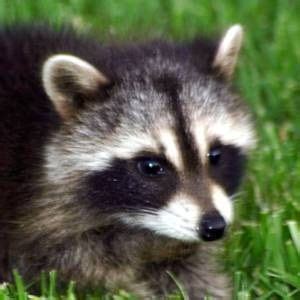 Raccoon Eyes (Look Better on a Raccoon)! | Raccoon, Animals, Dark circles