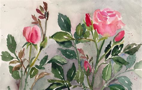 Pink Roses In The Garden Watercolor Sketch Stock Illustration