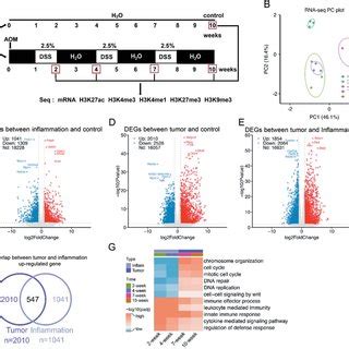 Transcriptomic And Epigenomic Analysis In The AOMDSS Induced CRC