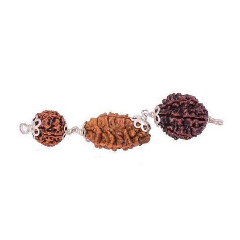 Vrishchik Rashi 465 Mukhi Rudraksha 100 Certified And Original At Rs