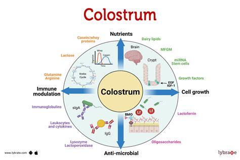 Colostrum (Human Anatomy): Image, Functions, Diseases and Treatments