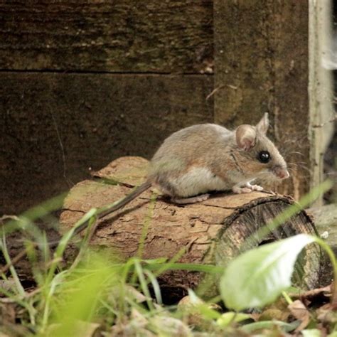 Deer Mouse (Peromyscus maniculatus) · iNaturalist