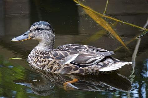 Stockente Ente Wasservogel Kostenloses Foto Auf Pixabay Pixabay