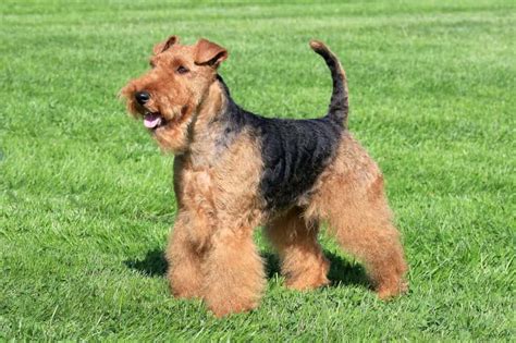 Welsh Terrier Hund Charakter Ernährung Pflege