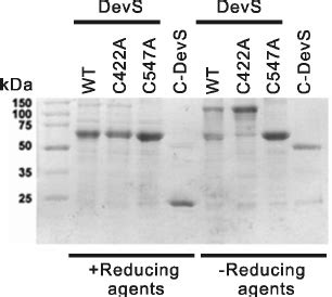 Non Reducing Sds Page Of The C A And C A Mutant Forms Of Devs