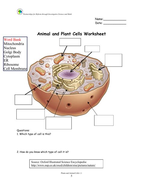 Anatomy Of A Cell Worksheet