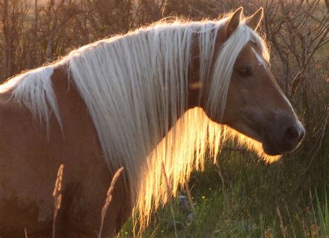 Horse In The Sunset Haflinger Animals Horses Austrian Horse Hd