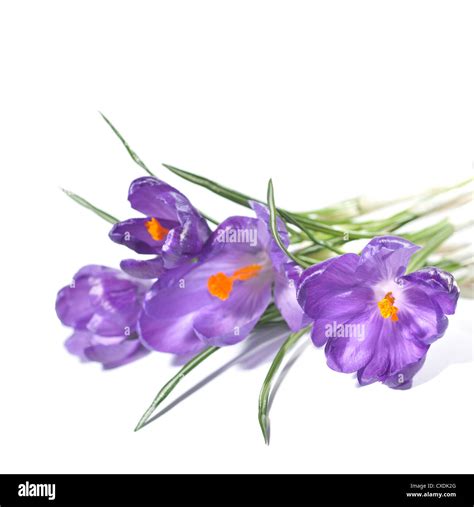 crocus bouquet isolated on white Stock Photo - Alamy