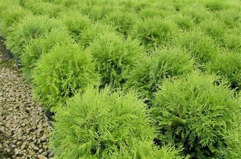 Туя Вудварди (Thuja Woodwardii): описание, фото, посадка, уход ...