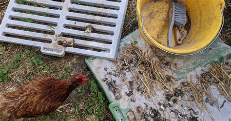 Les Fientes Des Poules Comment Les Utiliser Au Jardin Mes Poules