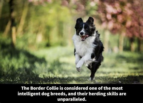 Jack Russell Terrier Border Collie Mix Border Jack Overview And