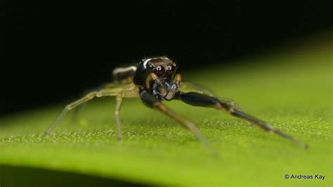 Jumping Spider Salticidae From Ecuador Youtube A Flickr