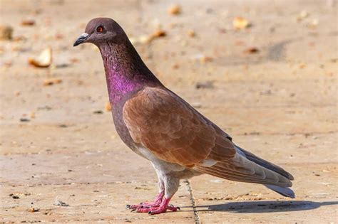 Racing Homer Pigeon Breed Profile Pictures Facts