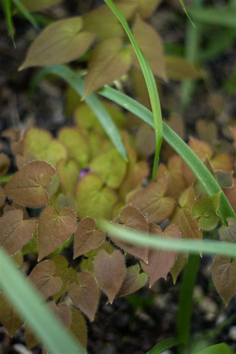 Epimedium Aaomori Forms 1 Scott Weber Flickr