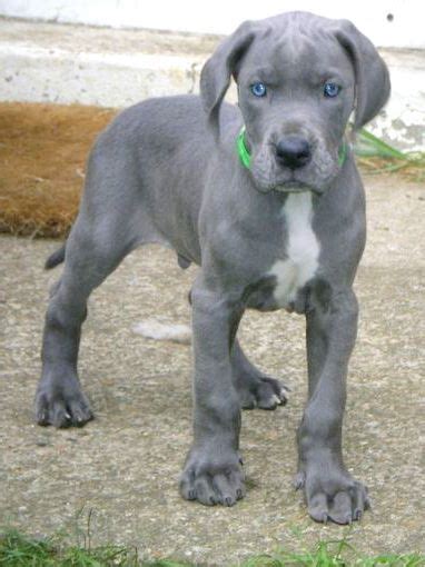 Blue Boxer Puppies