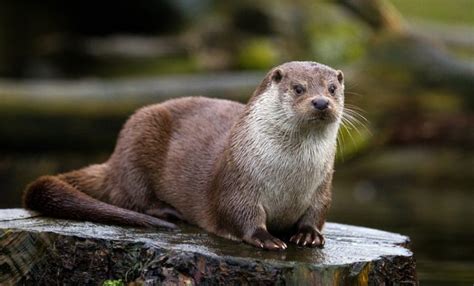 Otter Facts, Types, Diet, Reproduction, Classification, Pictures