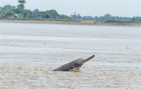 The Conservation Saga of the Ganges River Dolphin