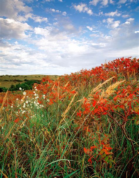 Photograph Entitled Autumn Sumac And Grasses Kansas Flint Hills