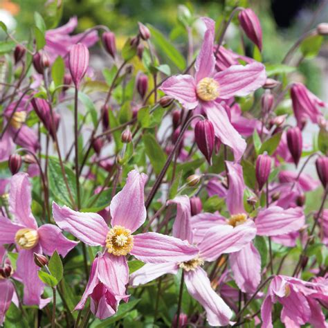 Mail Order Plants Online UK | Order Today! | Plants2Gardens