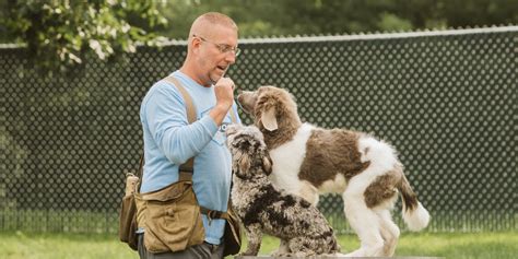 Ultimate Canine Companion Dog Training Program | SongDog Kennels