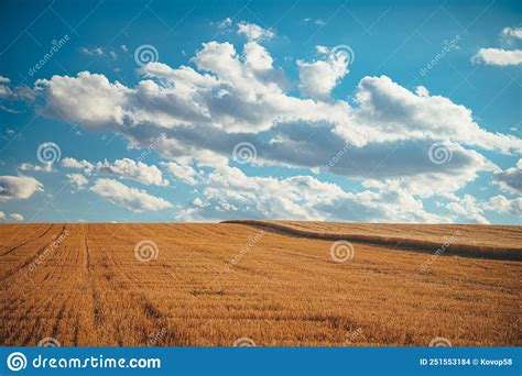 Campo De Trigo Amarillo Y Cielo Azul Hermosa Foto De Verano En La