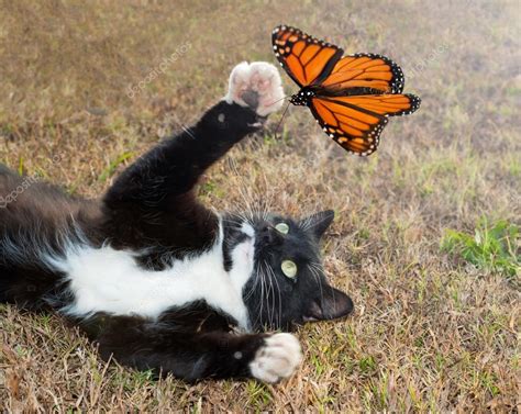 Gato De Smoking Preto E Branco Brincando Uma Borboleta Laranja Em