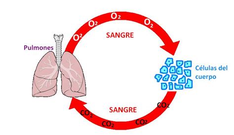 Oxigeno Y Dioxido De Carbono On Emaze